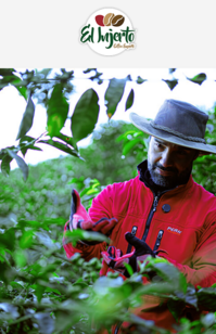 Coffee farmer in a red shirt harvesting coffee cherries among green plants, with the Café de Colombia logo above.