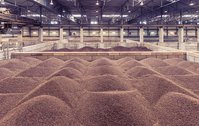 Large piles of cocoa beans stored in bulk inside a warehouse.