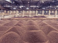 Große Haufen von Kakaobohnen, die lose in einer Lagerhalle gelagert sind.