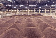 Large piles of cocoa beans stored in bulk inside a warehouse.