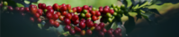 Close-up of ripe red coffee cherries growing on a branch.