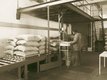 Historic sepia photo of workers handling coffee bags on a conveyor system in a warehouse.