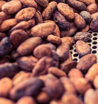 Close-up of cocoa beans being sorted on a metal sieve.