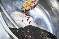 A shovel with tea is held by a hand. Some of the tea falls into a blending machine