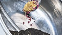 A shovel with tea is held by a hand. Some of the tea falls into a blending machine